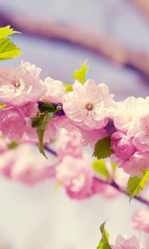 Ветка с цветами обои