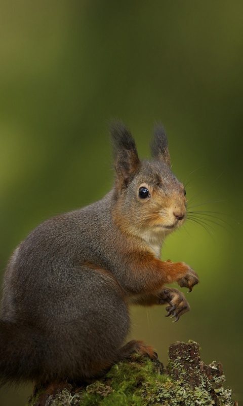 Белку застали врасплох обои