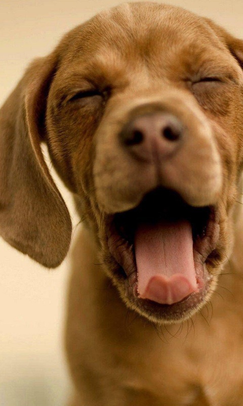 Зевающий щенок обои