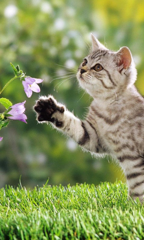 Котенок играет с цветами обои
