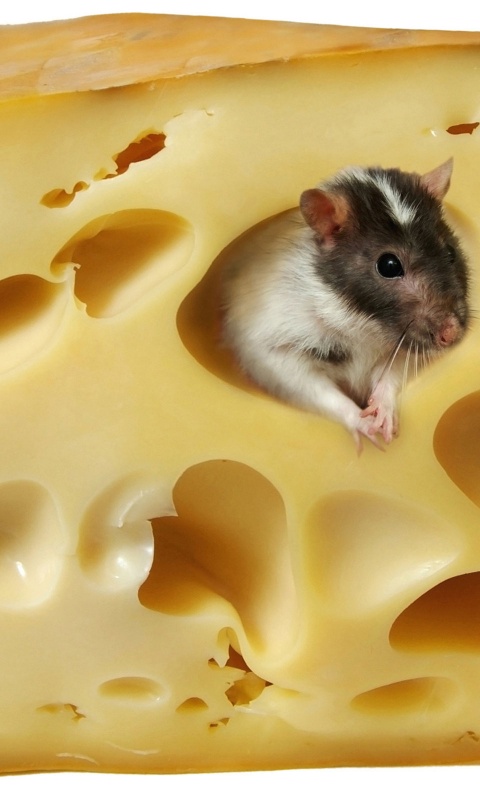 Мышка в сыре обои
