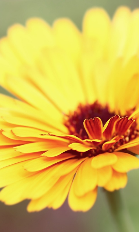 Желтый гербер обои