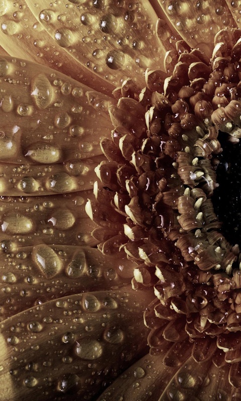 Капли на лепестках гербера обои