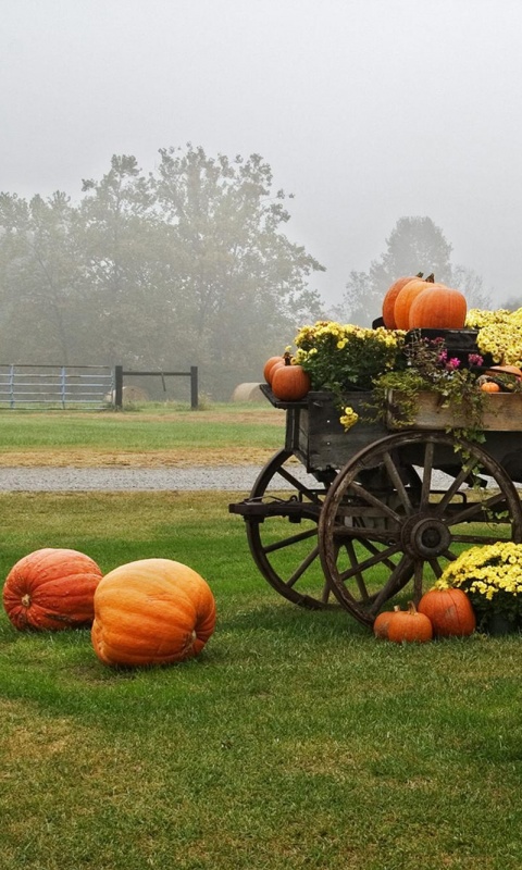 Урожай тыков обои