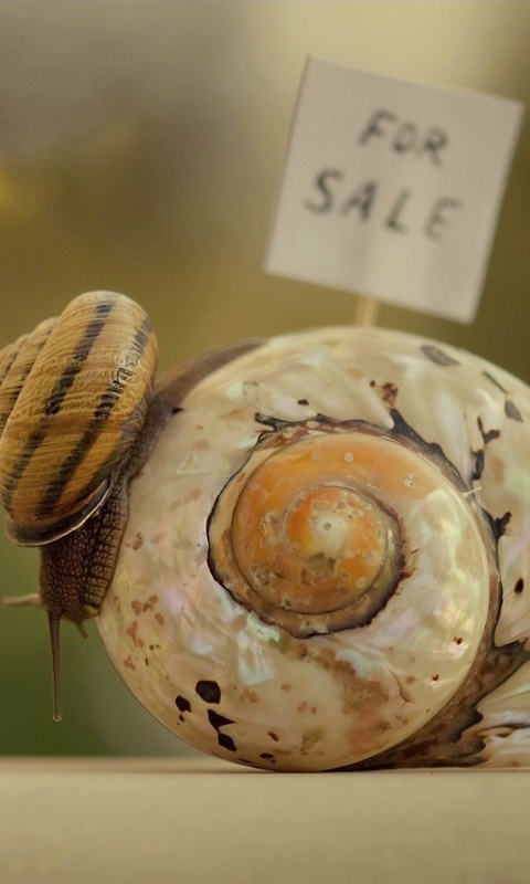 Улитка приматрвиает новый дом обои