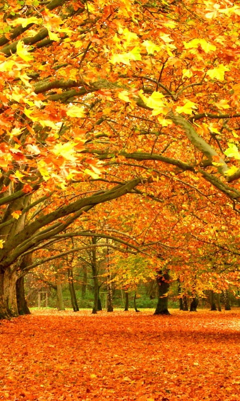 Осенний парк обои