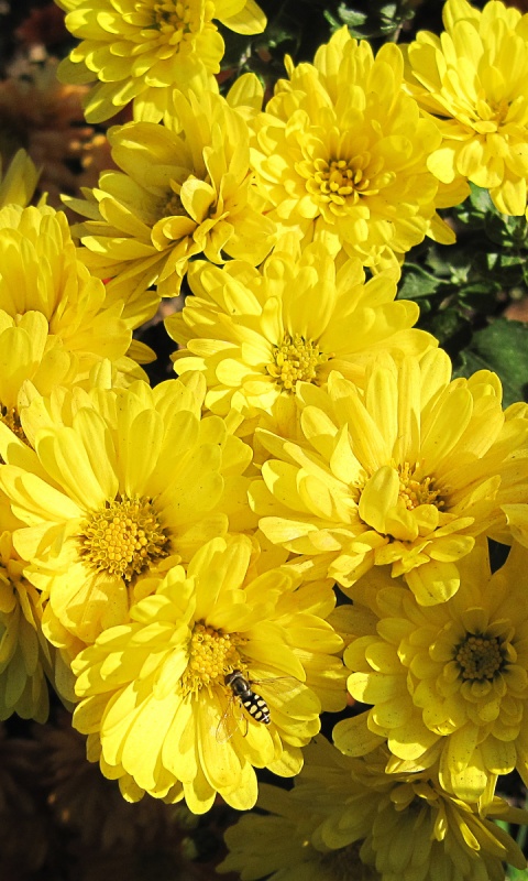 Оса на желтых герберах обои