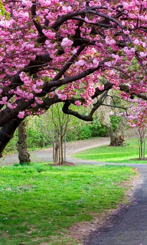 Дорожка между деревьями обои