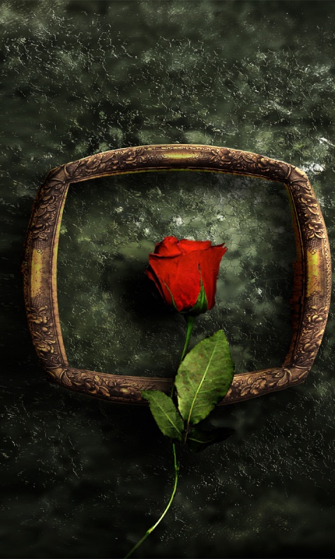 Роза на картинной раме обои