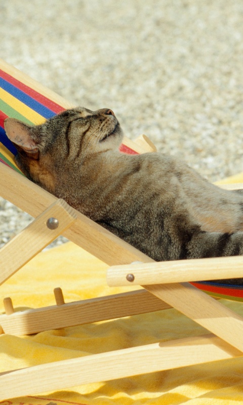 Кот в отпуске обои