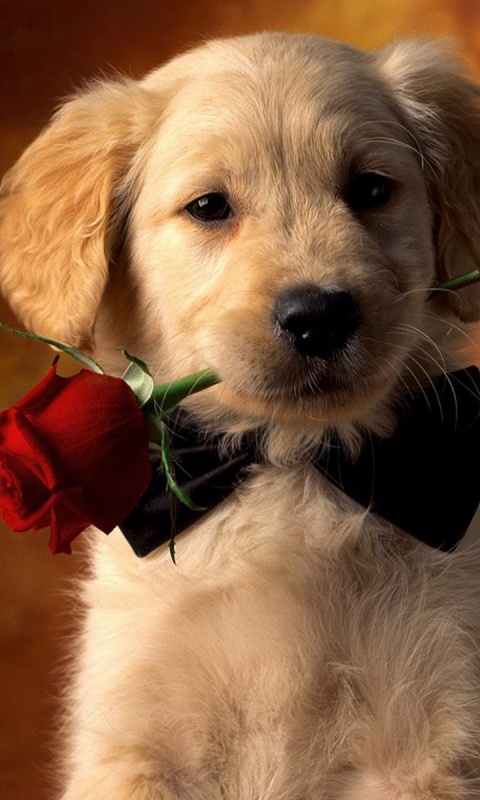 Щенок с розой в зубах обои