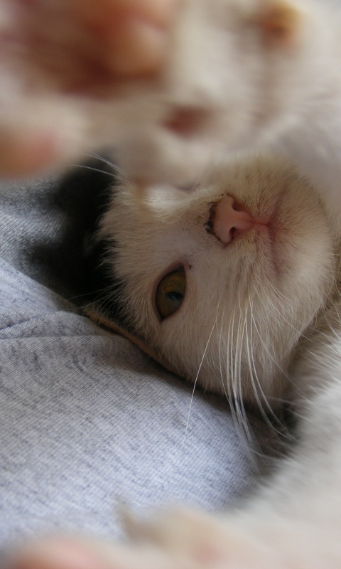 Кот фоткает сам себя обои