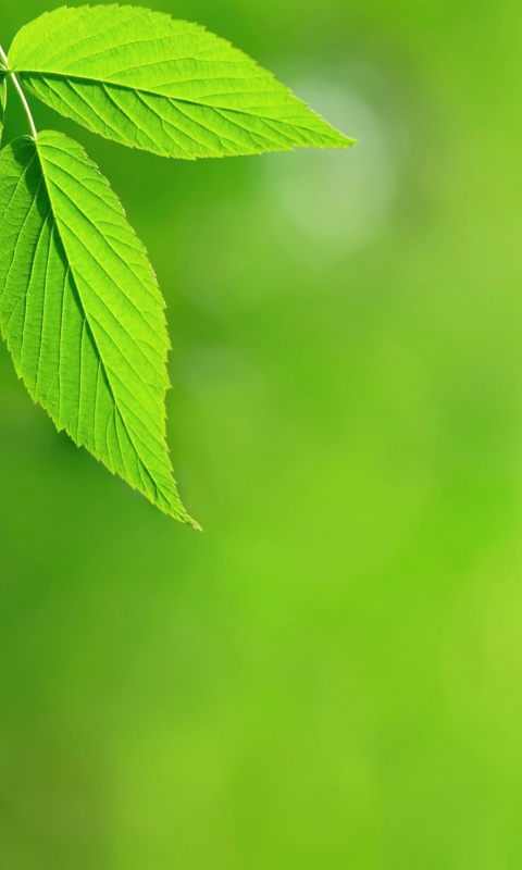 Два листа обои