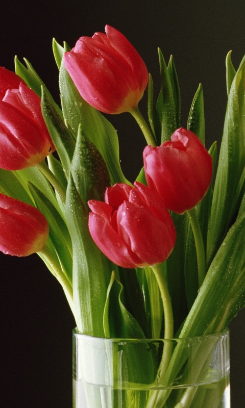 Букет тюльпанов обои