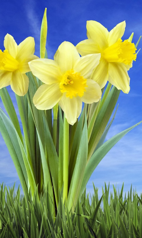 Букет цветов в траве обои