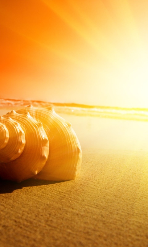 Золотистая ракушка обои