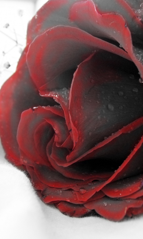 Чернеющая роза обои