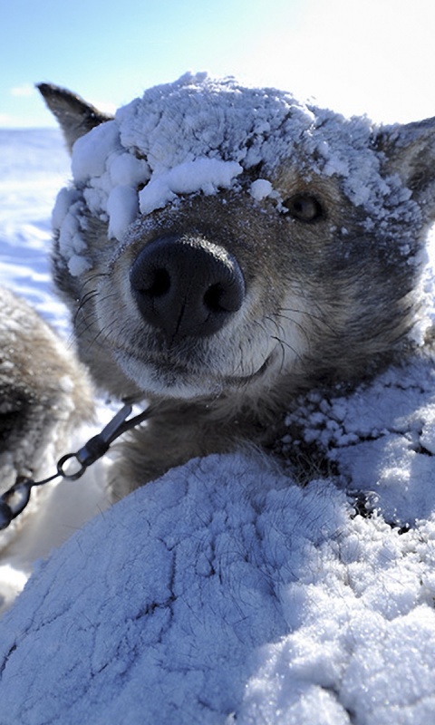 Собачка под снегом обои