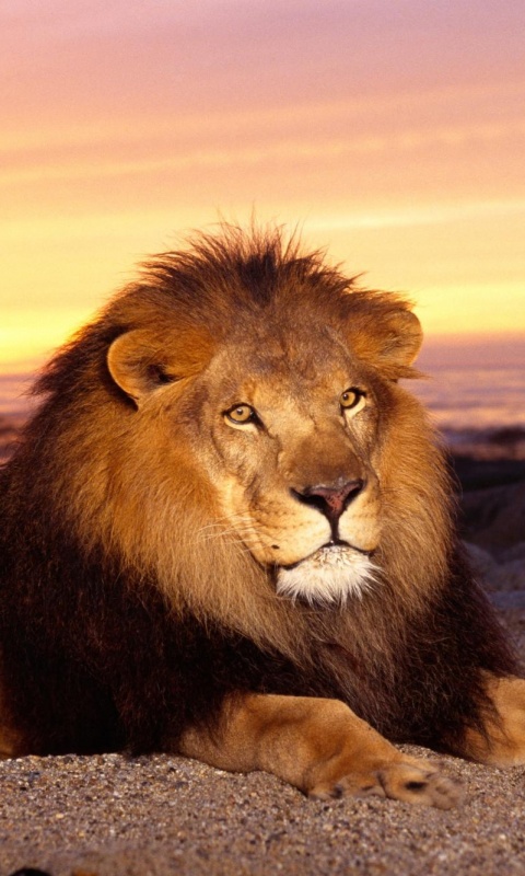 Лев на берегу океана обои