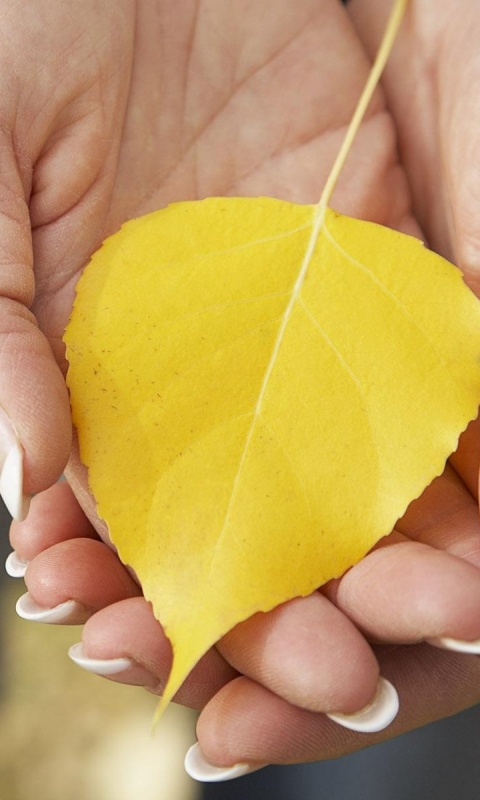 Осенний лист в руках обои