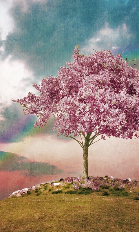 Одинокое цветущее дерево обои