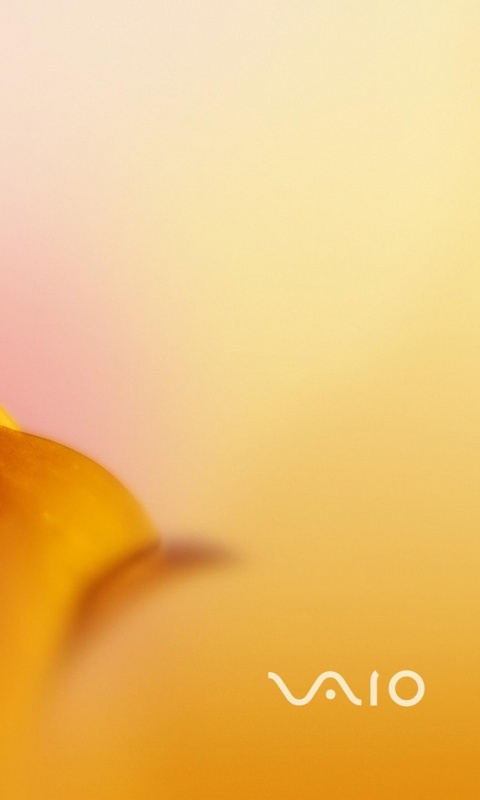 Цветок и логотип Vaio обои