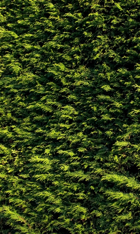 Густые хвойные заросли обои