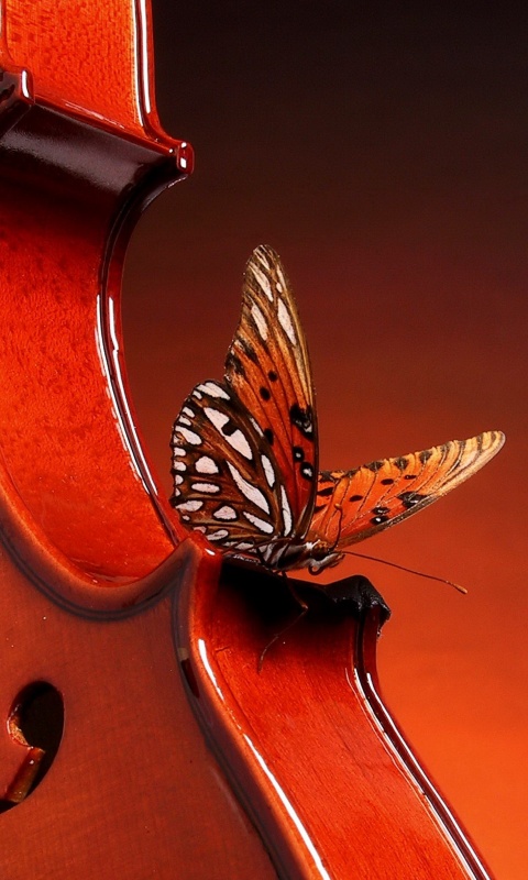 Бабочка на скрипке обои