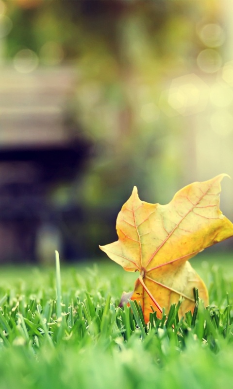 Зеленый лист на траве обои