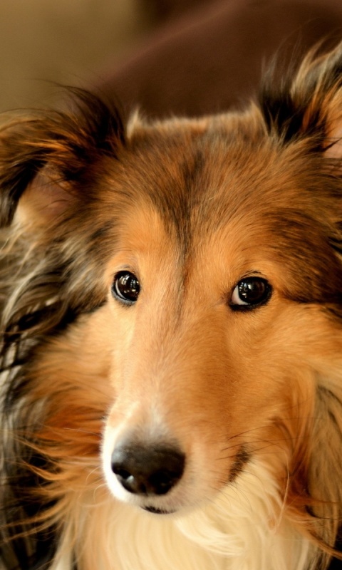 Колли с умными глазами обои