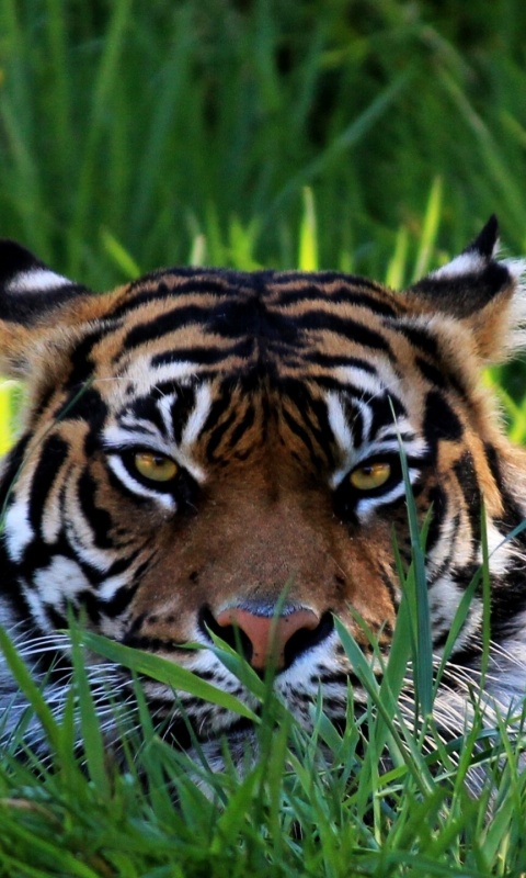 Морда тигра в траве обои