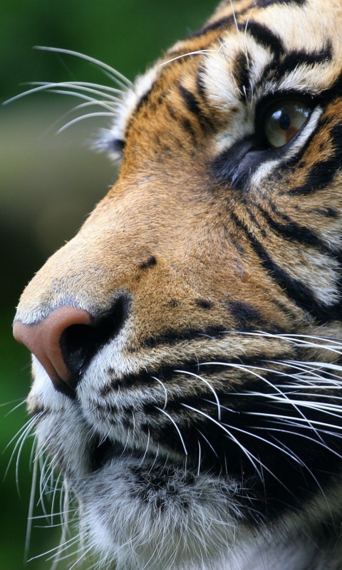 Взгляд тигра обои