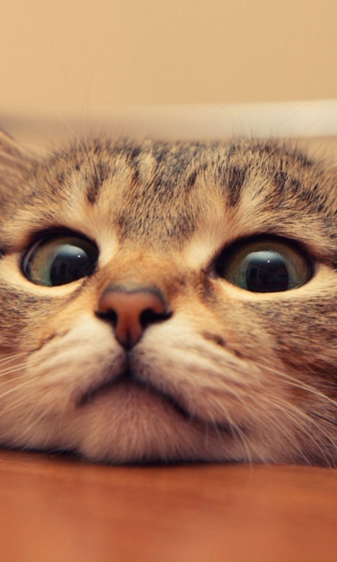 Любопытный котейка обои