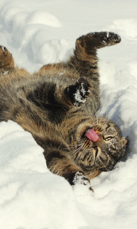 Кот валяется в снегу обои