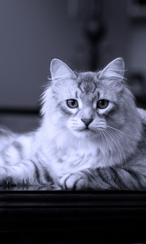 Кот благородных кровей обои