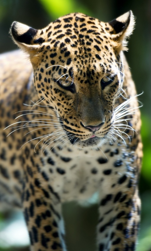 Леопард в сингапурском зоопарке обои