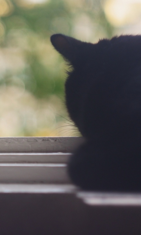 Дремлющий на окне черный кот обои