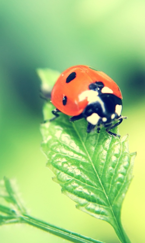 Божья коровка в макро обои