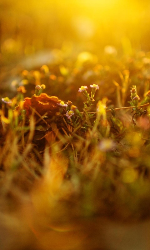 Полевые цветы в закатном солнце обои