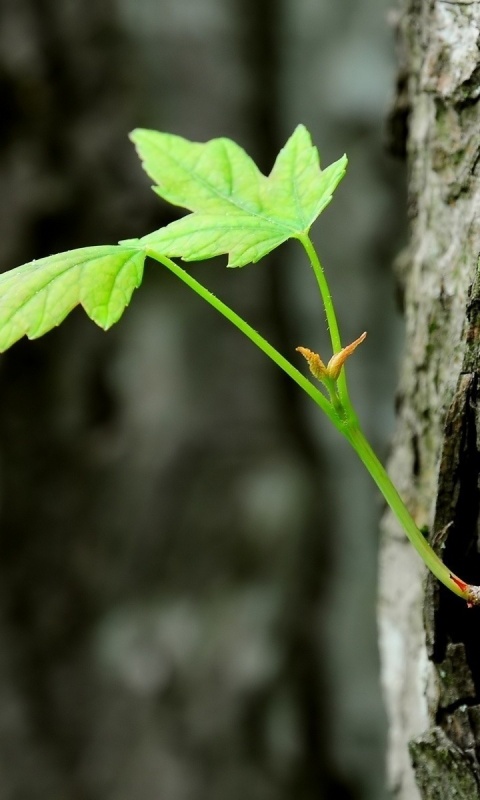 Молодой листик обои