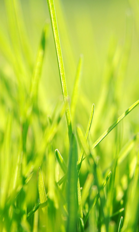 Ярко зеленая трава обои