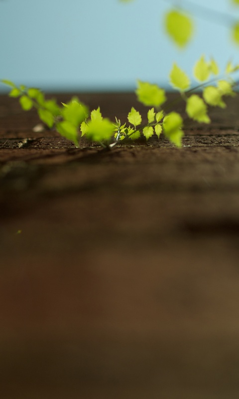 Зеленые ростки в стене обои