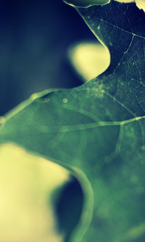 Темно-зеленый лист в макро обои