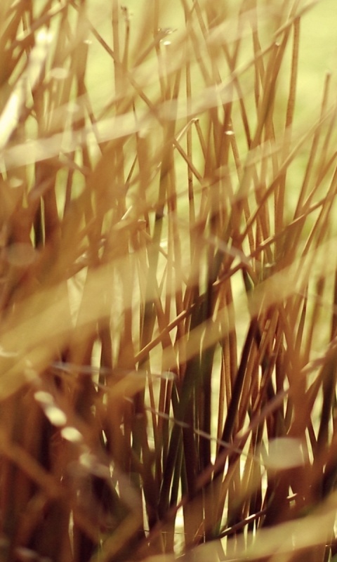 Высохшие травяные стебли обои