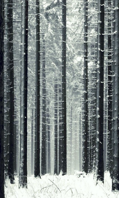 Зимний лес как штрихкод обои