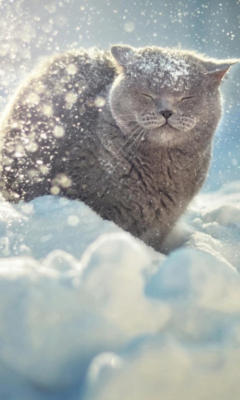 Британце в снегу обои