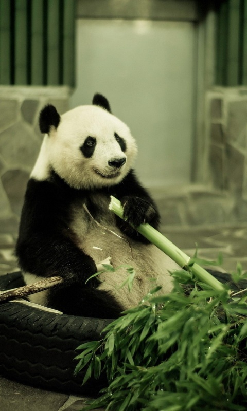 Панда точит бамбук обои
