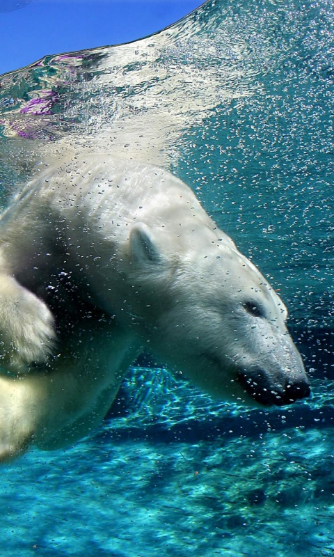 Нырнувший белый медведь обои