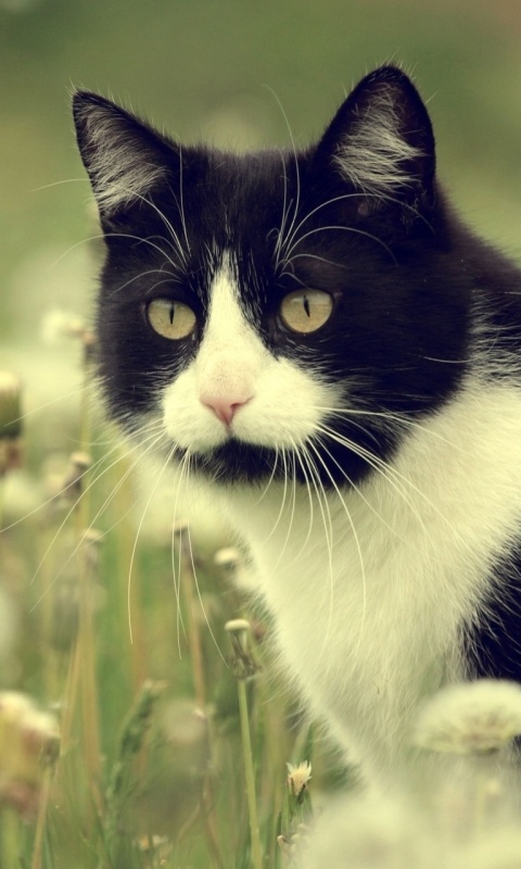 Кот в одуванчиках обои