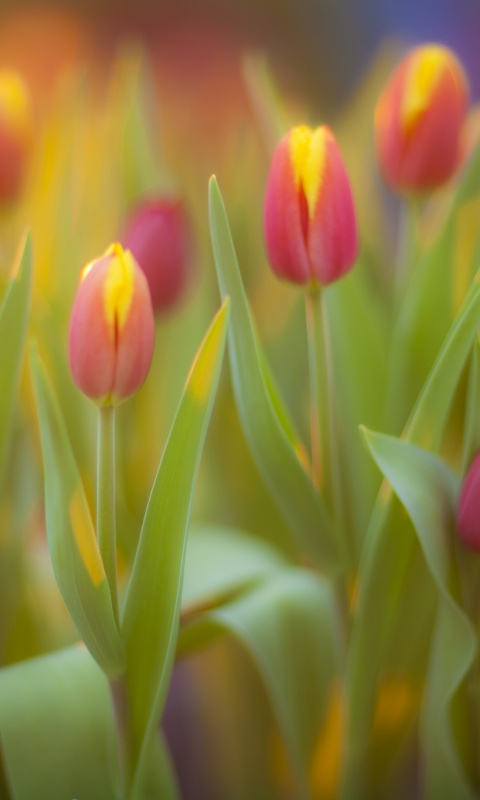 Розово-желтые тюльпаны обои